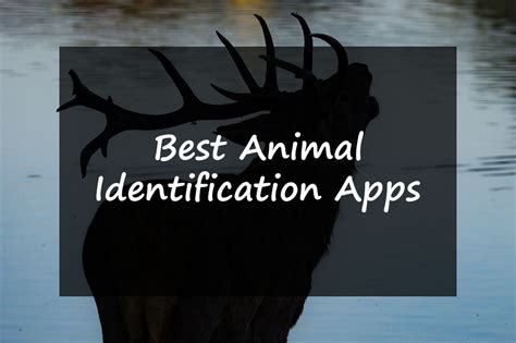 5 Best Animal Identification Apps For Android And Ios Appthora