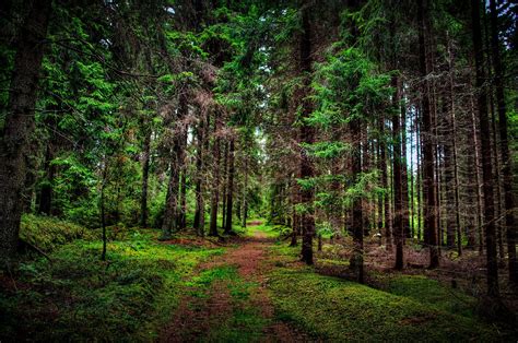 Forest Trees Wallpapers Wallpaper Cave