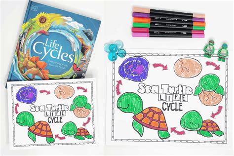 Free Sea Turtle Life Cycle Coloring Page
