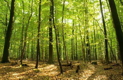 Deciduous Forest Stock Image Image Of Green Woodland 16231297