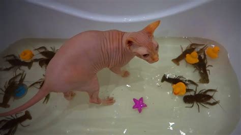 Funny Hairless Cats Funny Sphinx Cats Fails Full Epic