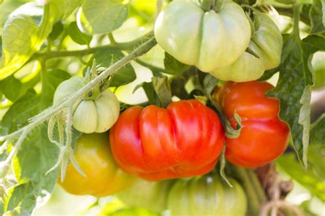 All About The Gargantuan Bush Goliath Tomato Minneopa Orchards
