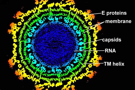 Arthritis Causing Virus Makes Its Way To The Us Washington