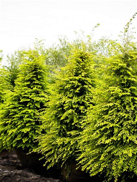 Evergreen Privacy Trees For Sale The Tree Center™
