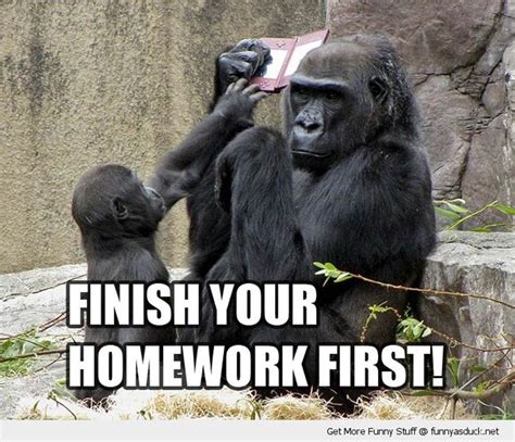 49 best monkey humor images | monkey, chimp, … www.pinterest.com. Image | Joke