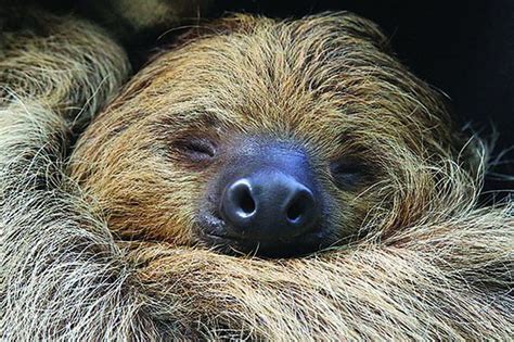 Meet A Live Sloth Hedgehog And More At The Academy Of Natural