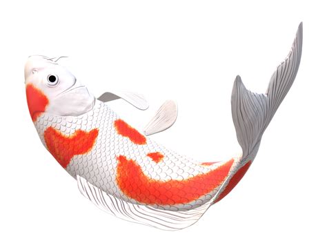 Koi Carp Fish Isolated On A Transparent Background 23839768 Png