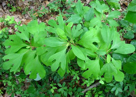Sassafras is a genus of three extant and one extinct species of deciduous trees in the family lauraceae, native to eastern north america and eastern asia. Lauraceae : Sassafras albidum - Sassafras sapling | Flickr ...