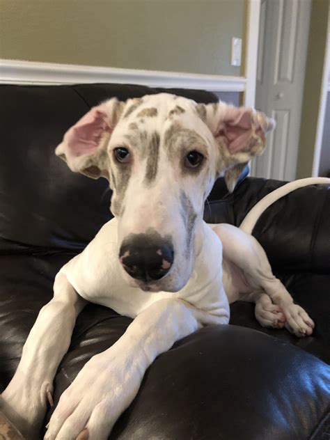 Fawn Our Fawnequin Great Dane 5 Months Old ️ Great Dane Puppy
