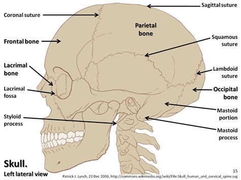 Skull Diagram Lateral View With Labels Part 1 Axial Ske Flickr