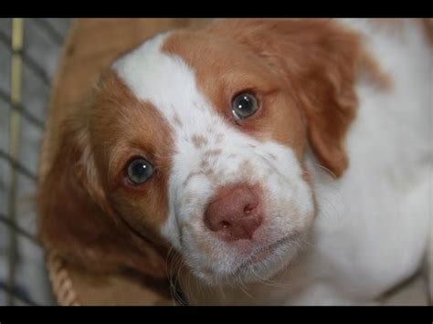 Not all puppy training courses are easy. How to house training Brittany Spaniel puppy - YouTube