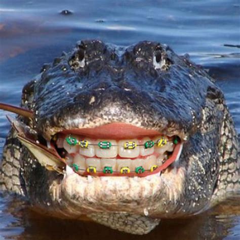 The teeth are hard, white structures found in the mouth. Community Post: 14 Animals With Braces That Will Make You ...