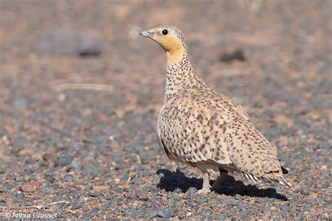 Spotted Sandgrouse Pterocles Senegallus Some Photos And Notes