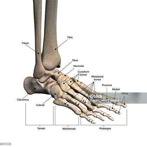 Womans Foot Bones Labeled On White Stock Photo Download Image Now