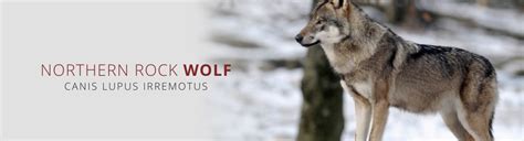 Northern Rocky Mountain Wolf Canis Lupus Irremotus Wolf Stuff