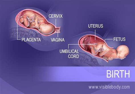 Human Reproduction Process