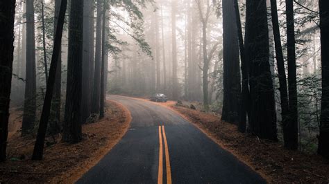 Download Wallpaper 2560x1440 Road Fog Marking Forest Trees Widescreen 169 Hd Background