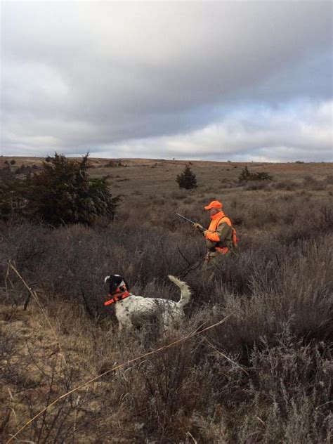 Kansas Pheasant Hunting