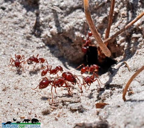 Florida Harvester Ant Imagine Our Florida Inc