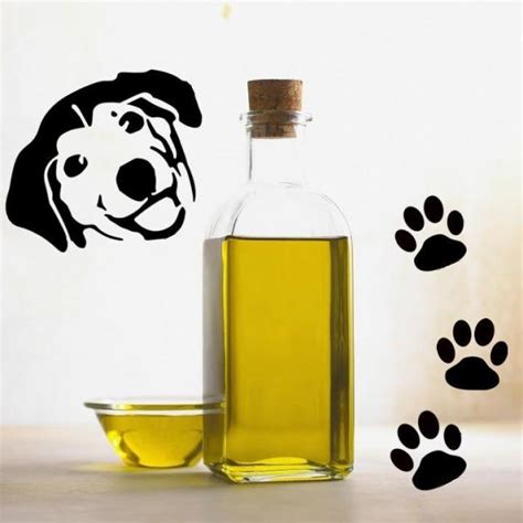 Olive Oil For Dogs Uses And Benefits
