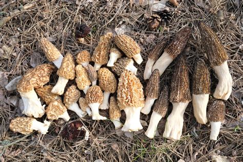Morel Mushroom Hunting Hints And Information Mushroom Appreciation