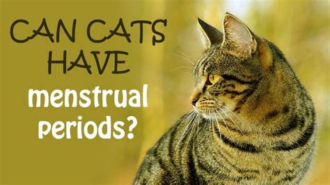 Discover the answers with purina. Can Female Cats Have Periods?