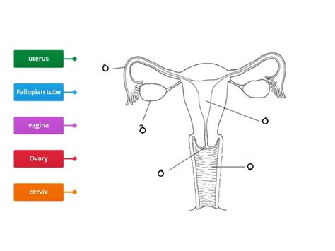 Daniel nelson on june 5, 2018 8 comments 🔥! Female Reproductive Organ Labelling - Labelled diagram