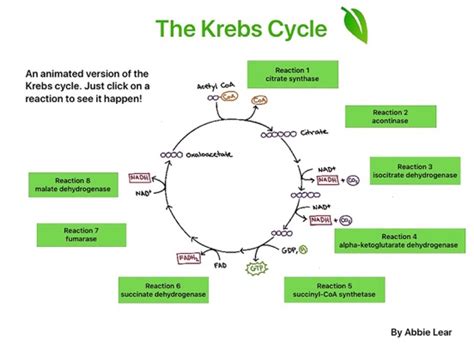 App Shopper The Krebs Cycle Education