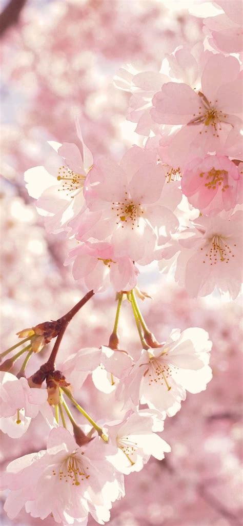 20 Spring Wallpapers For Iphone Hd Quality Spring Backgrounds