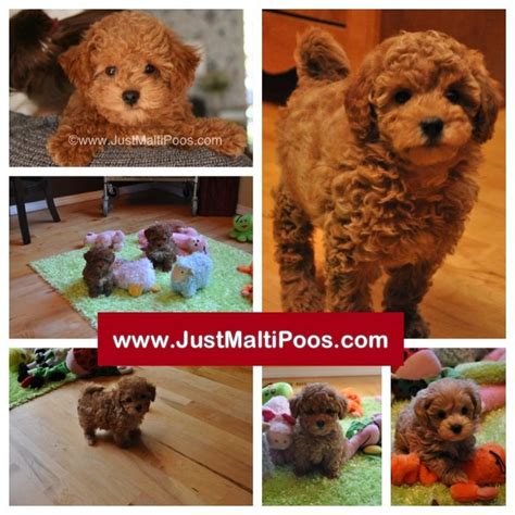 All of our maltipoo puppies come with a health guarantee & references. Puppies for sale - MaltiPoos, Maltepoos or Multipoos - in ...