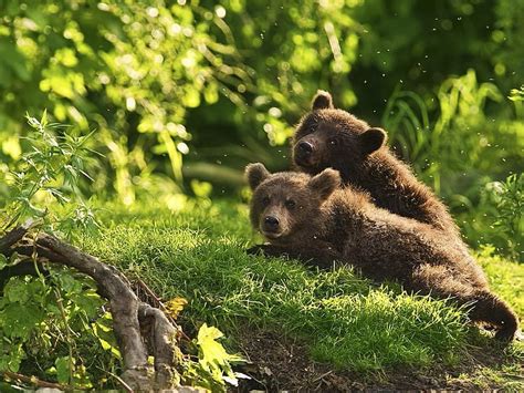 Grizzly Bears Bear Wildlife Grizzly Animal Hd Wallpaper Peakpx