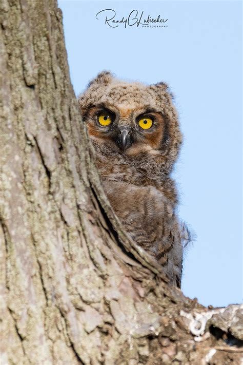Great Horned Owl Bubo Virginianus 2019 3 Great Horne Flickr