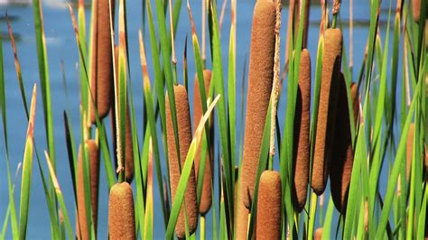 Cattail Plant Of A Thousand Uses Mtpr