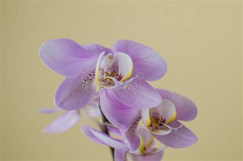 Beautiful Lilac Orchid I On White Closeup Stock Image Image Of Plant