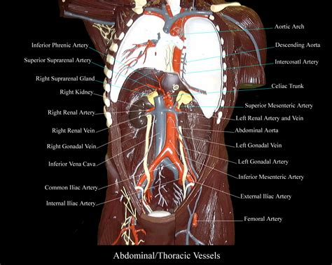 Torso Model Anatomy Labeled Human Torso 3D Model TurboSquid 1311684
