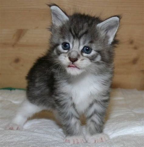 Kitten ads has hundreds of cats for sale across the uk. reg maine coon kittens for sale | London, East London ...