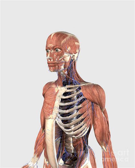 Human Upper Body Showing Muscle Parts Digital Art By Stocktrek Images