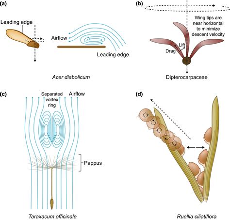 From Passive To Informed Mechanical Mechanisms Of Seed Dispersal