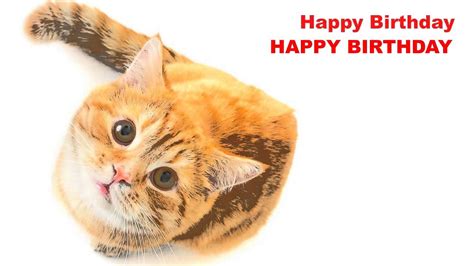 Happy Birthday Cats Gatos Happy Birthday Youtube