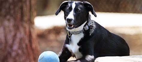 What's a family vacation without the family pet? The Pampered Pet Resort - Birmingham Alabama's finest pet ...