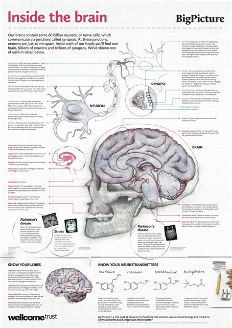 › college anatomy and physiology worksheets. Free Anatomy Posters Download - Anatomical Poster