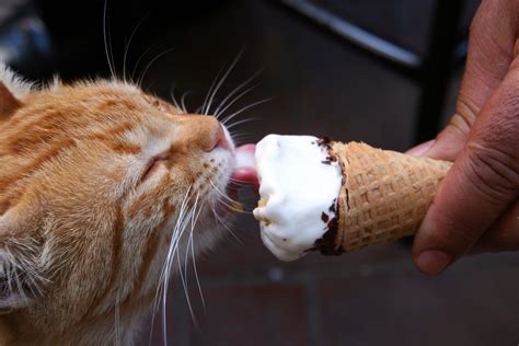 Can Cats Eat Ice Cream Find Out Now Pet Advisers