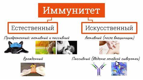 Диета по повышению иммунитета