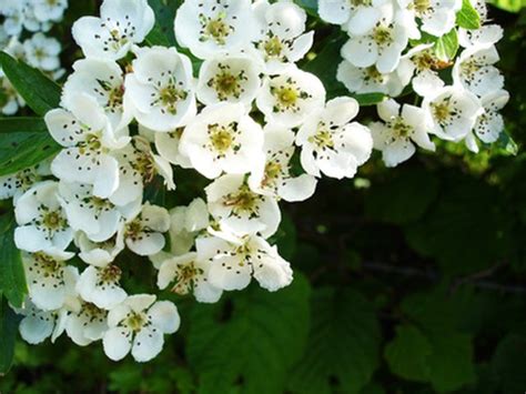 Find out information about hawthorn. Hawthorn Tree Facts | Hunker