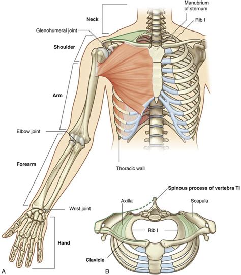 Upper Limb Basicmedical Key