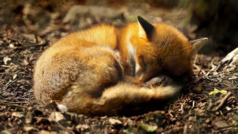 4k Sleeping Animals Wallpapers High Quality Download Free