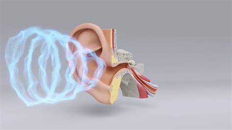 How The Ear Works Luv Your Ears Youtube