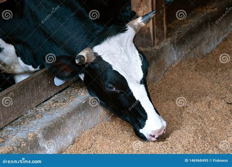 Black A White Dairy Cow With Horns Eats Ground Feed Stock Image Image