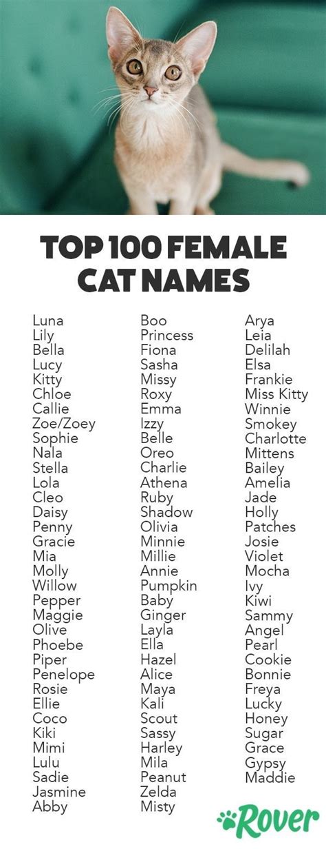 Pin By Lilli Nauman On Kitty Cat Cute Cat Names Girl Cat Names Cat