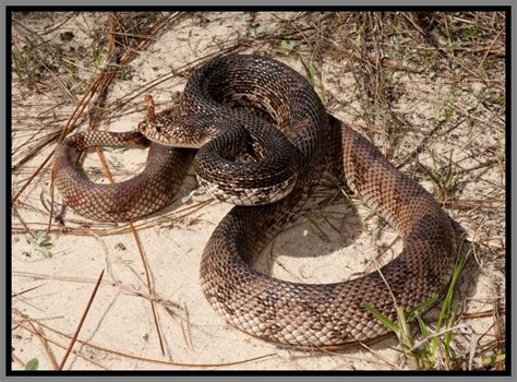 Florida Pine Snake Florida Backyard Snakes